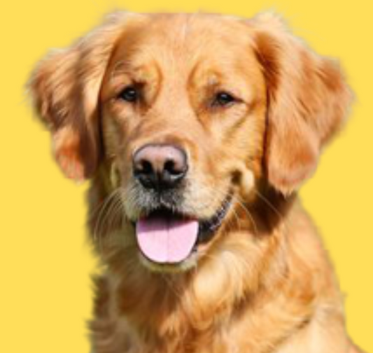Discover a Wide Range of Pet Food and Accessories at PetsMust: Your One-Stop Shop for All Your Furry Friends' Needs