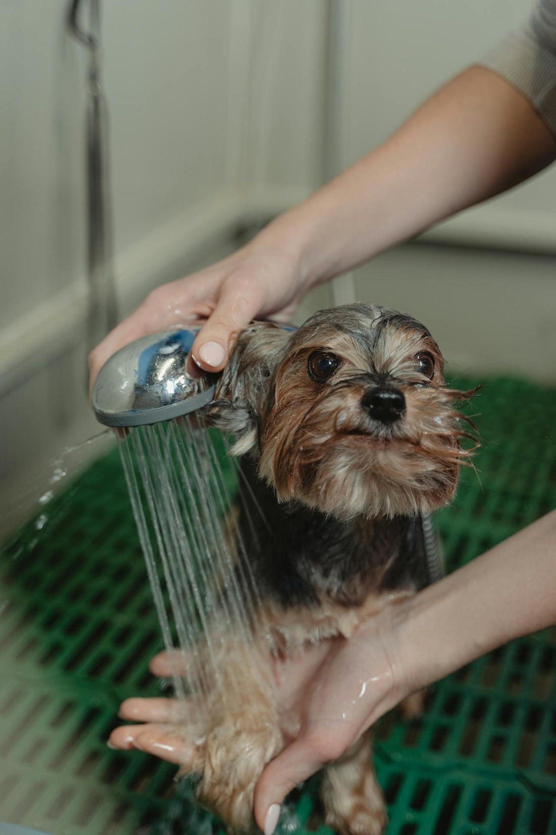 Petsmust shampoo - dog bathing pic